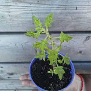 Tetradenia riparia (Migrénovník) -výška 15-20 cm, kont.C1L